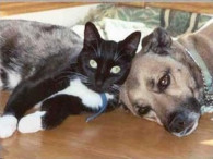pets